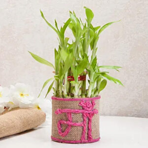 lucky bamboo Plant